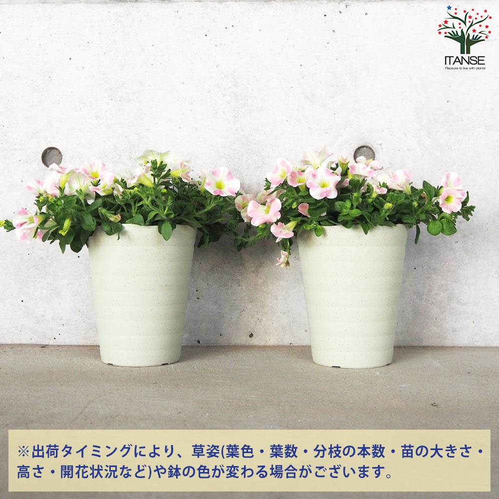 サフィニア アート・ももいろハート【花苗 5号鉢】｜ 【植物の