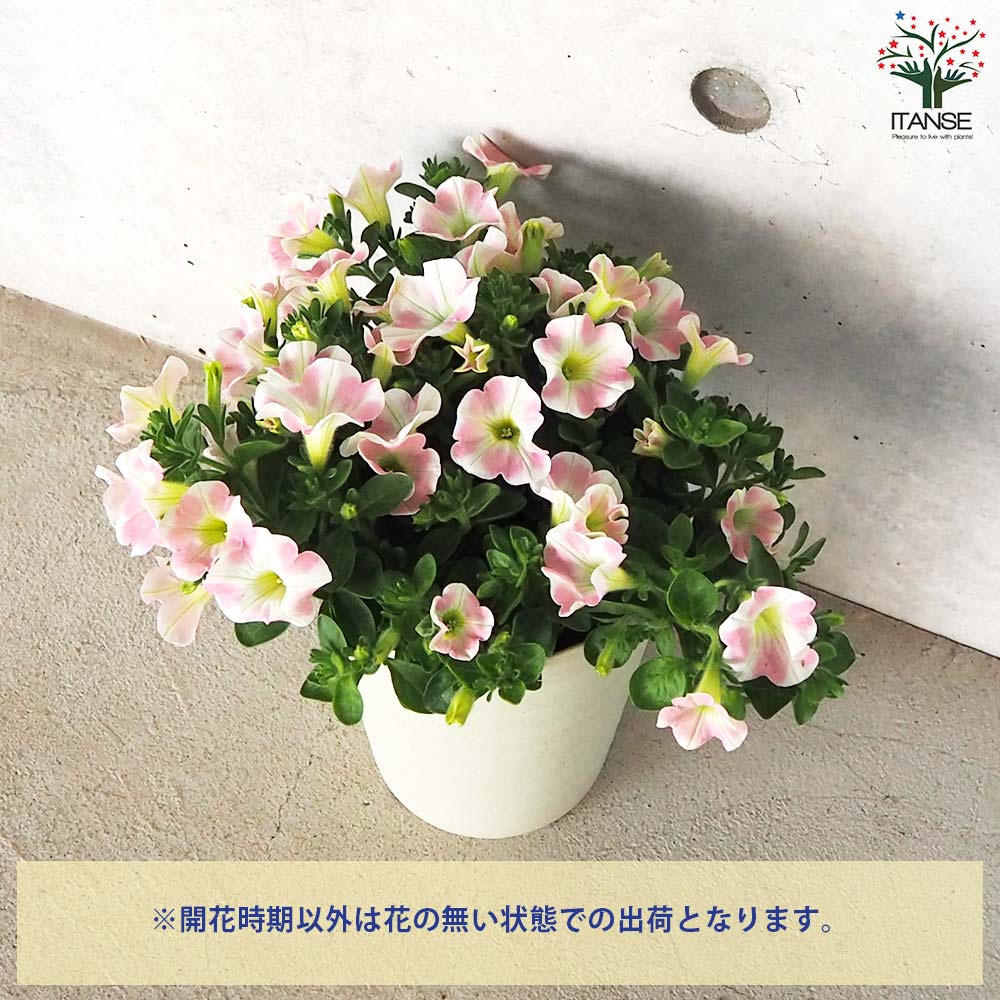 サフィニア アート・ももいろハート【花苗 5号鉢】｜ 【植物の