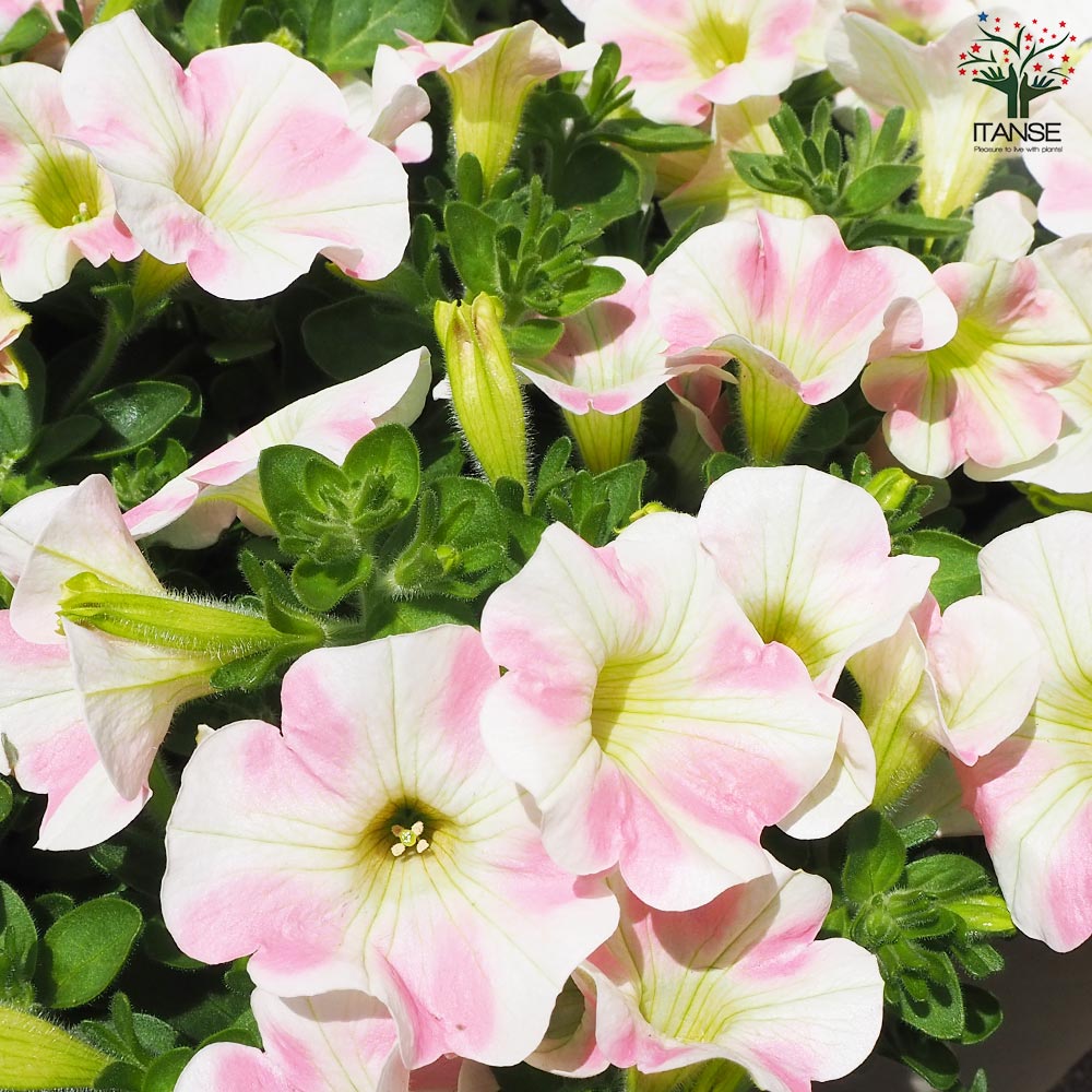 サフィニア アート・ももいろハート【花苗 5号鉢】｜ 【植物の