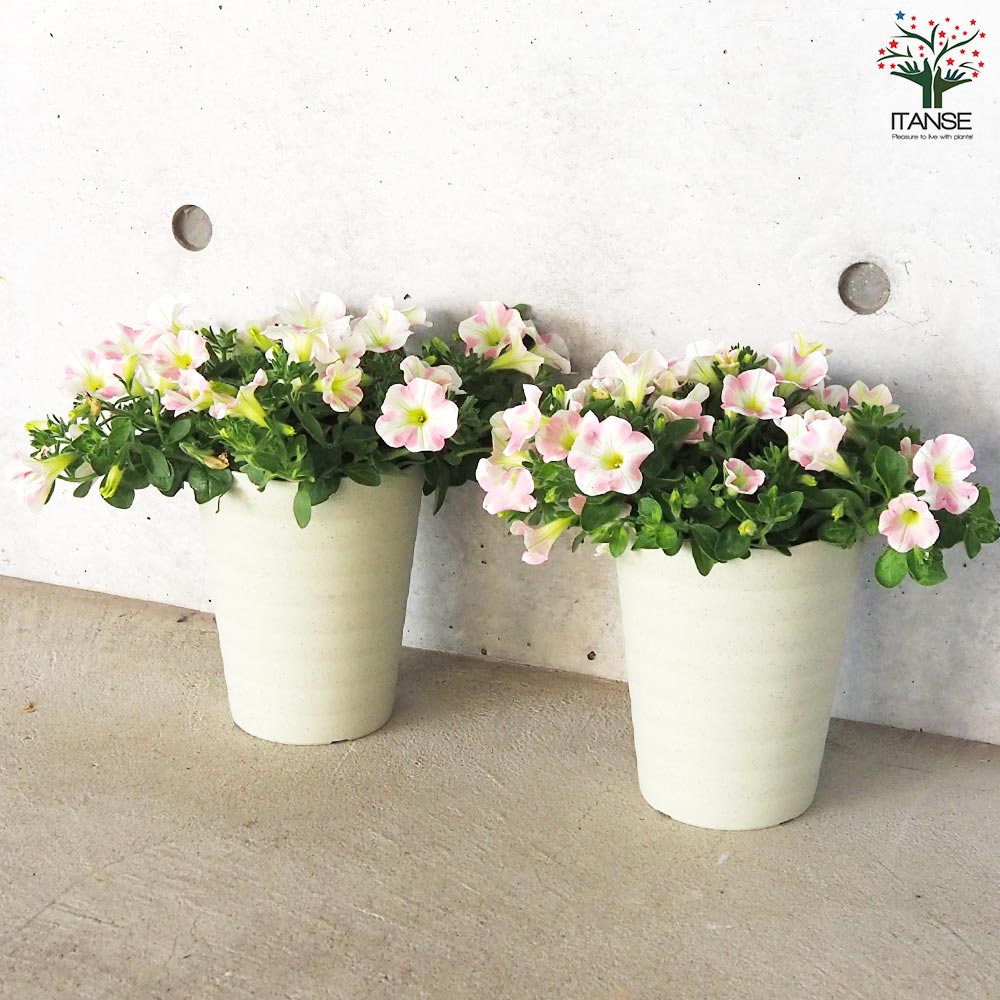 サフィニア ももいろハート 苗3800円 サフィニア ももいろハート 苗