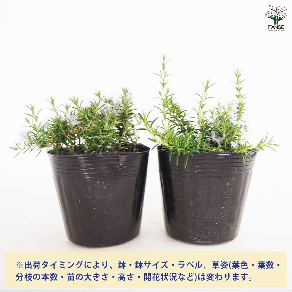 ローズマリー プロストラータス13.5cm1個【ハーブ苗 4.5号鉢