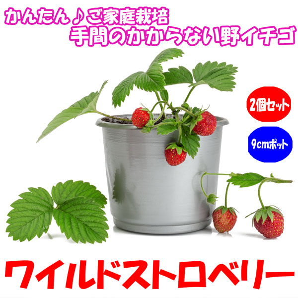 ワイルドストロベリー赤実」9cmポット苗【2個セット】｜ 【植物