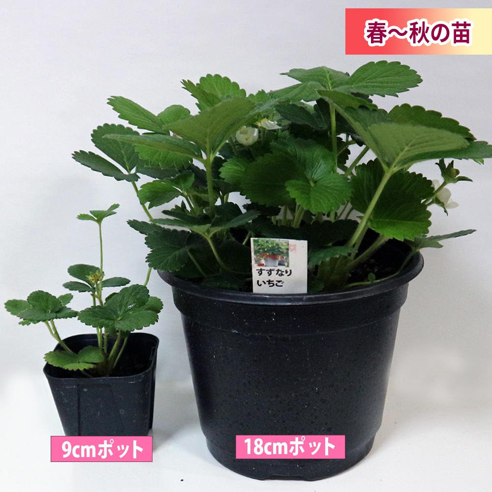 いちご苗3寸60個セット いちご苗紅ほっぺ3寸40個セット