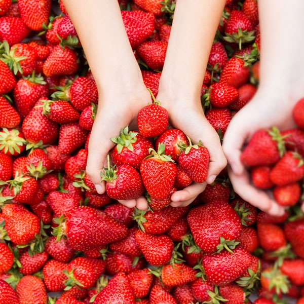 すずなりいちご 大苗【野菜苗 18cmポット／1個＋肥料】