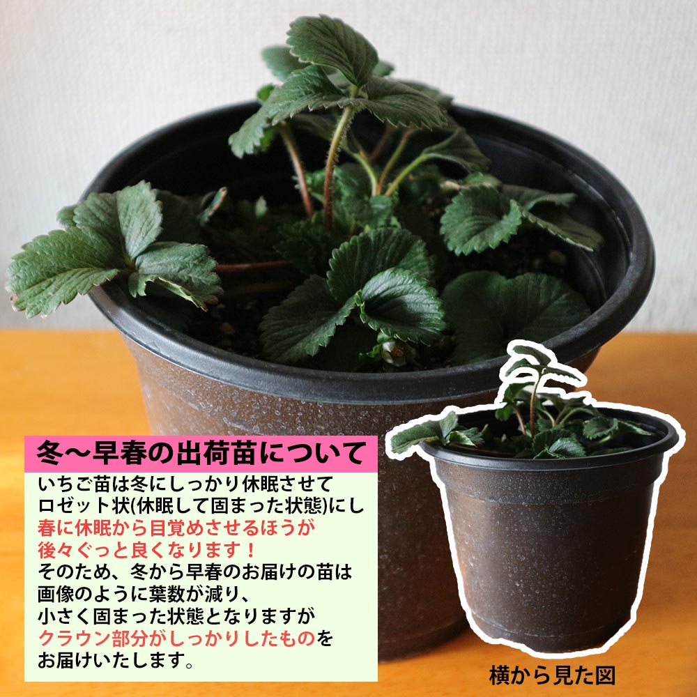 すずなりいちご 大苗【野菜苗 18cmポット／1個＋肥料】