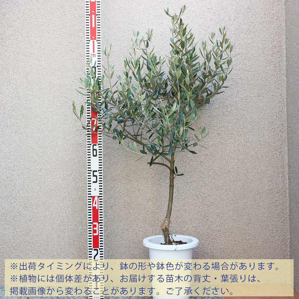 オリーブの木 ミッション　太木　苗 楽天市場】オリーブの木 苗木 【ミッション】 1.8m 5年生 大苗