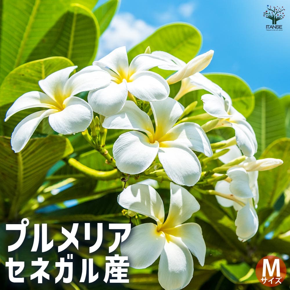 プルメリア セネガル産