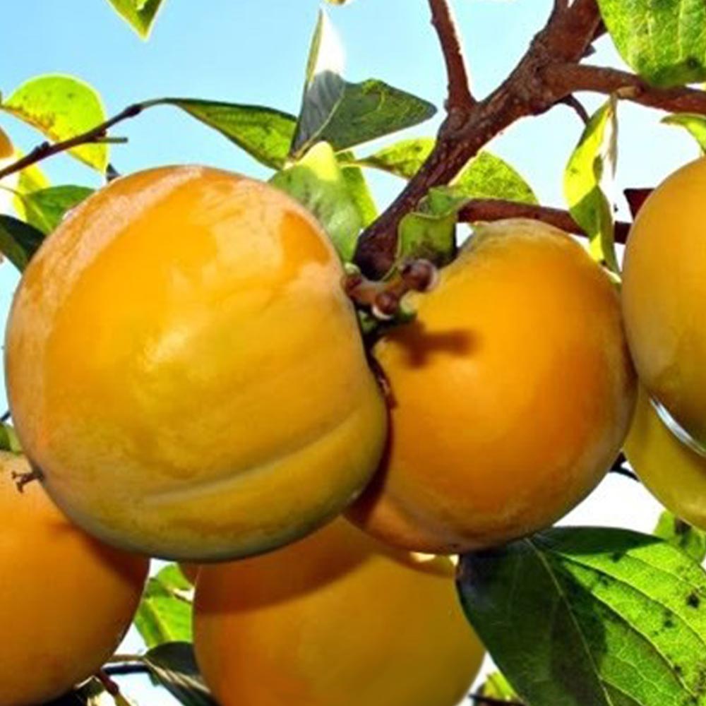 柿の苗木 次郎【果樹苗 1年生 接木苗 12～15cmポット／1個】｜ 【植物