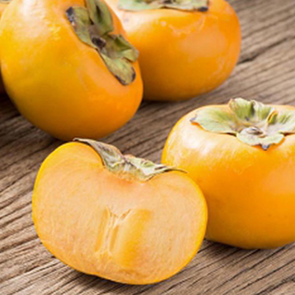 柿の苗木 次郎【果樹苗 1年生 接木苗 12～15cmポット／1個