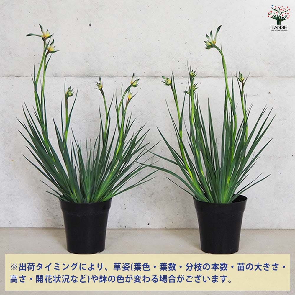 カンガルーポー オージースピリット 【花木苗 5号鉢／1個売り