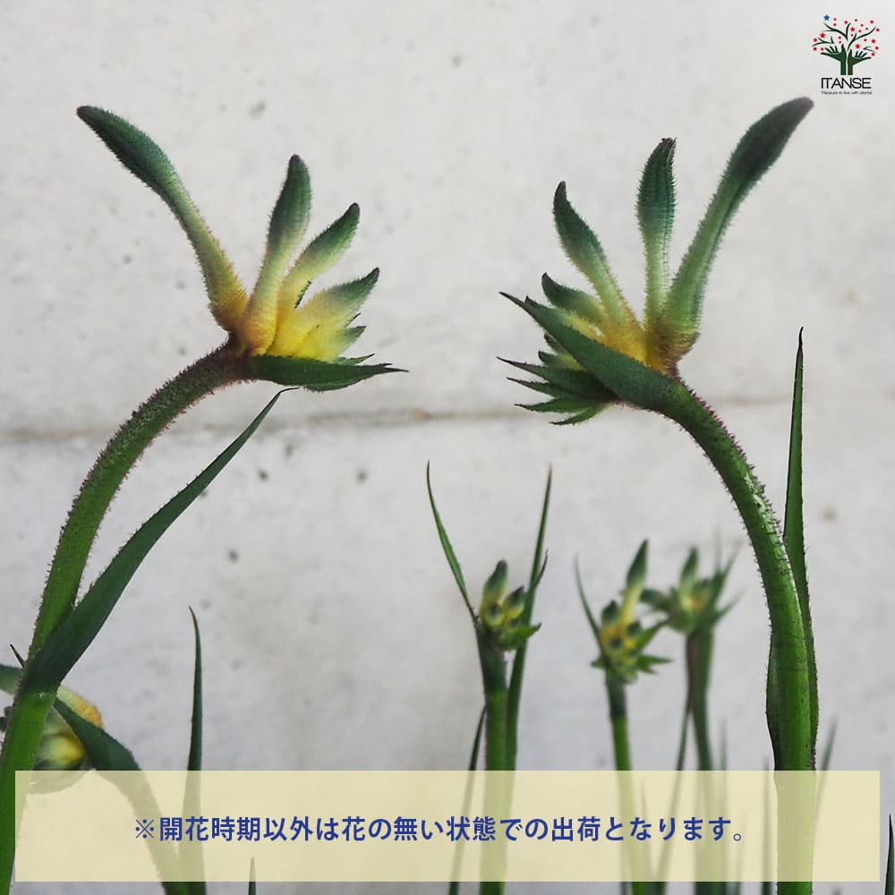 カンガルーポー オージースピリット 【花木苗 5号鉢／1個売り