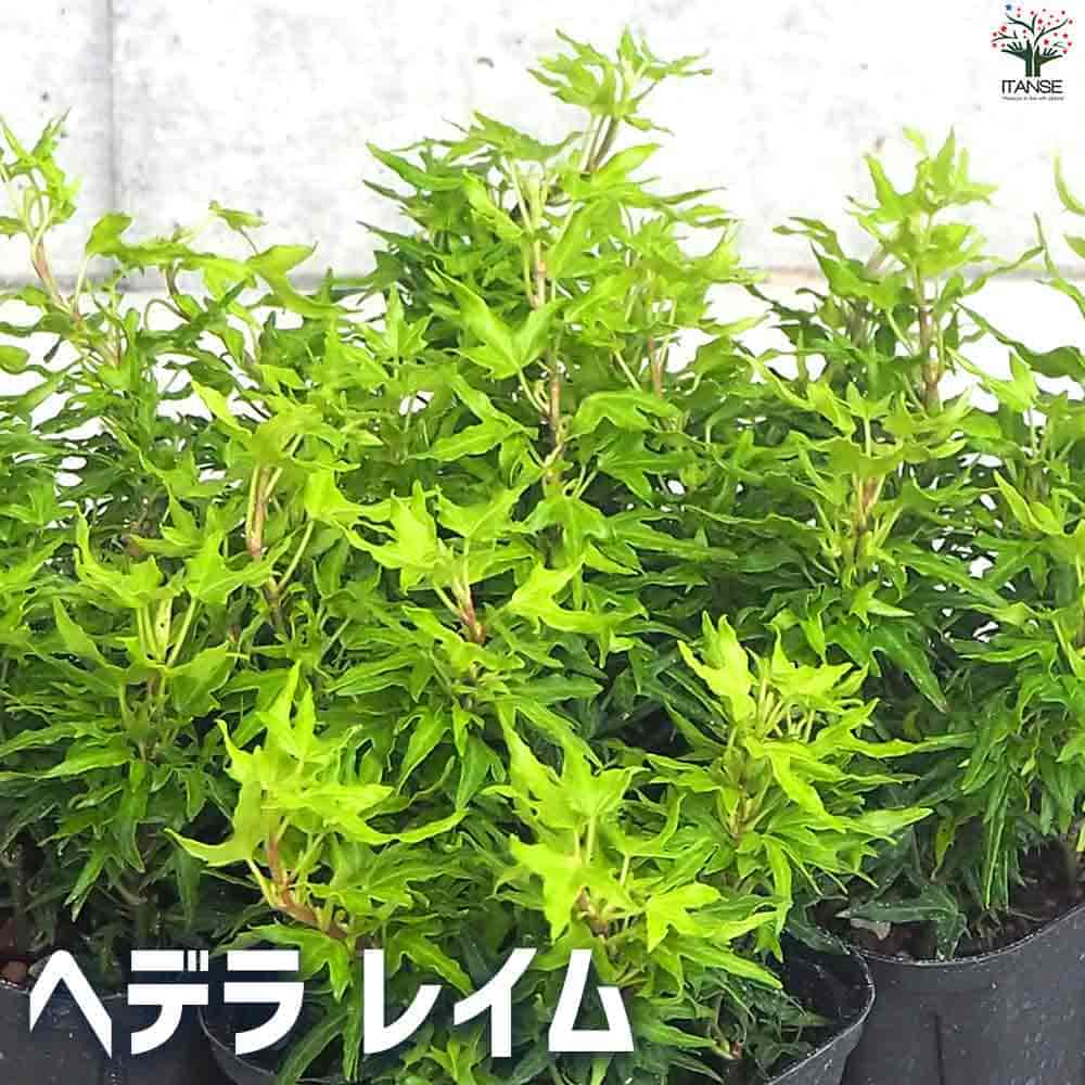 ヘデラ レイム 【観葉植物 3.5号ポット】