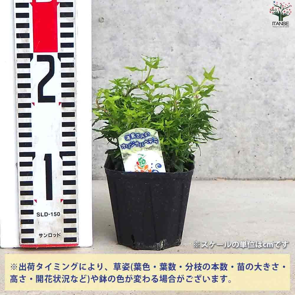 ヘデラ レイム 【観葉植物 3.5号ポット】