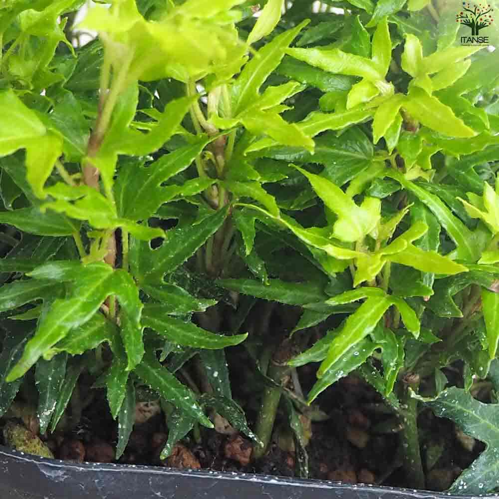 ヘデラ レイム 【観葉植物 3.5号ポット】