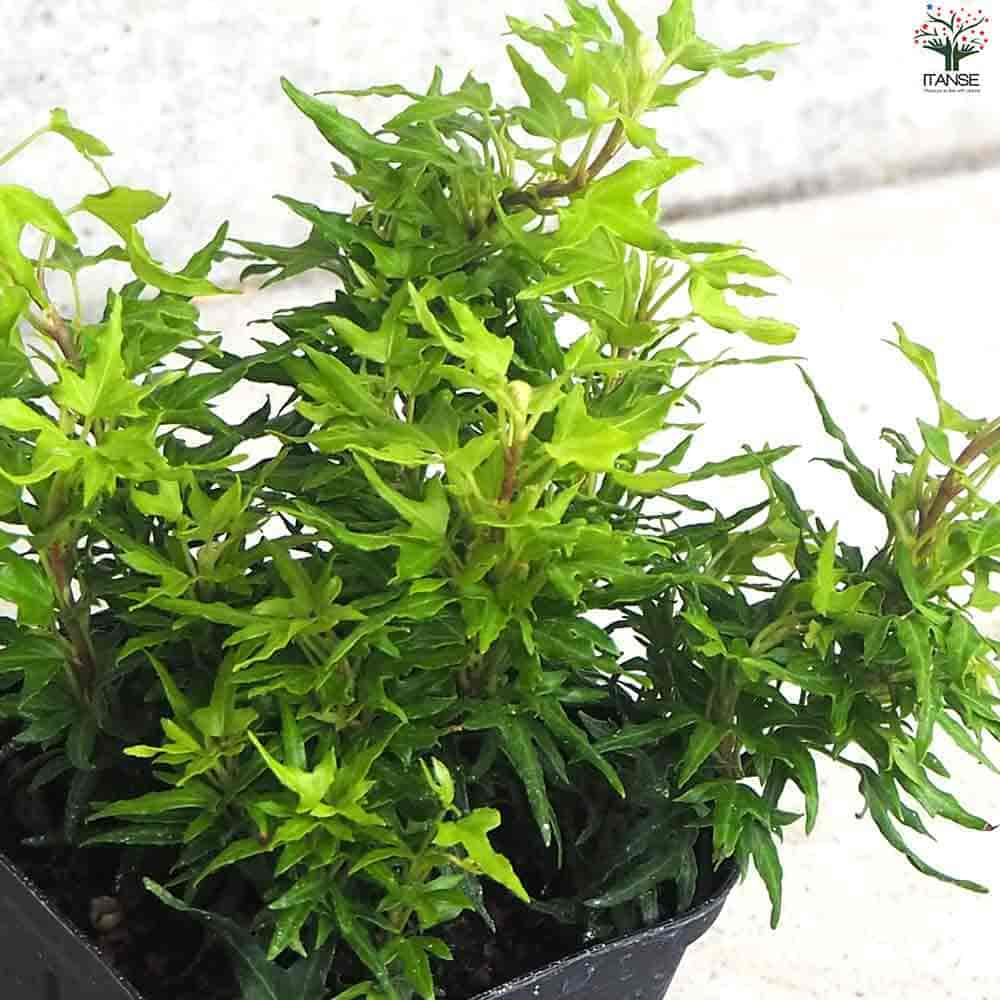 ヘデラ レイム 【観葉植物 3.5号ポット】