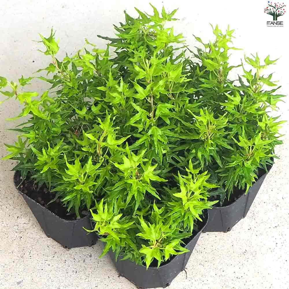 ヘデラ レイム 【観葉植物 3.5号ポット】