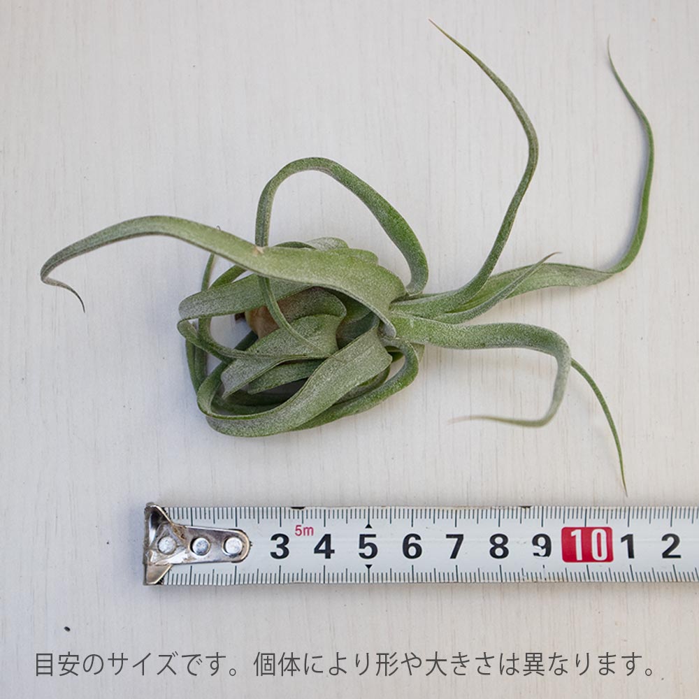 ストレプトフィラ【実生Mサイズ/1個】