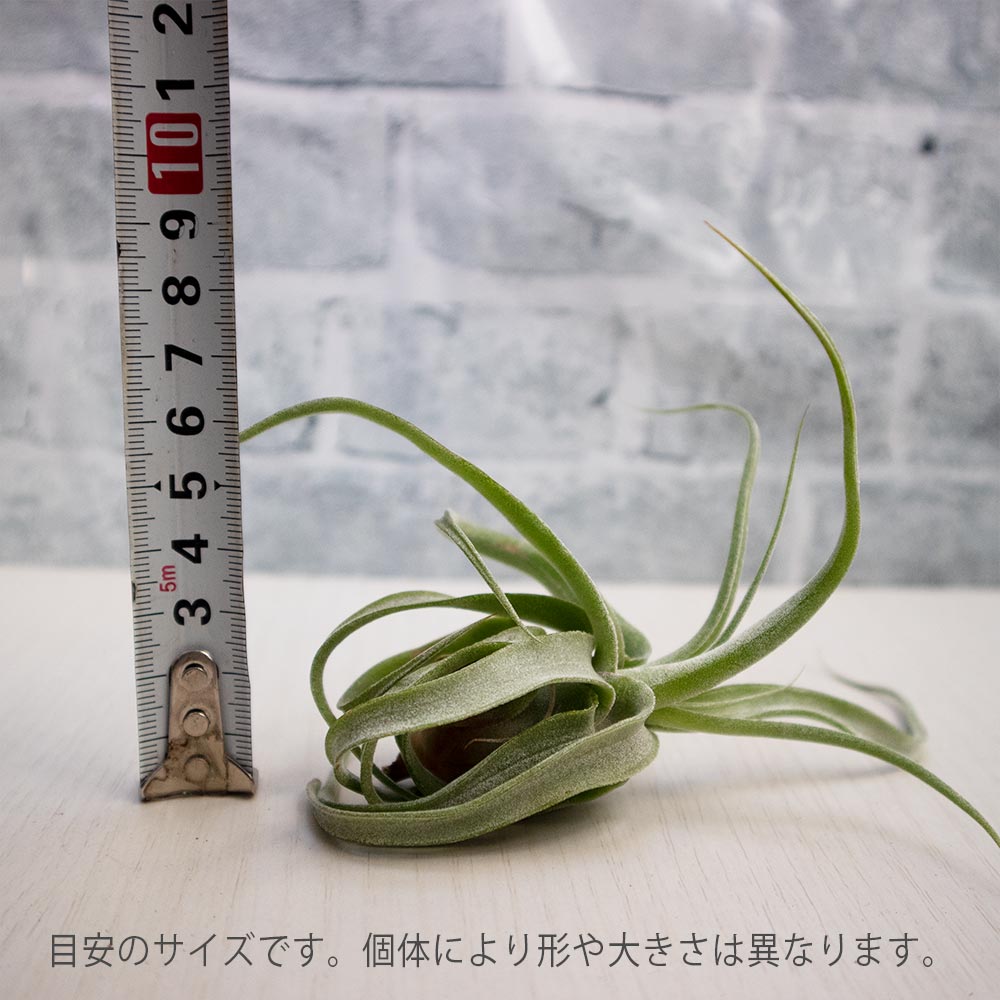 ストレプトフィラ【実生Mサイズ/1個】