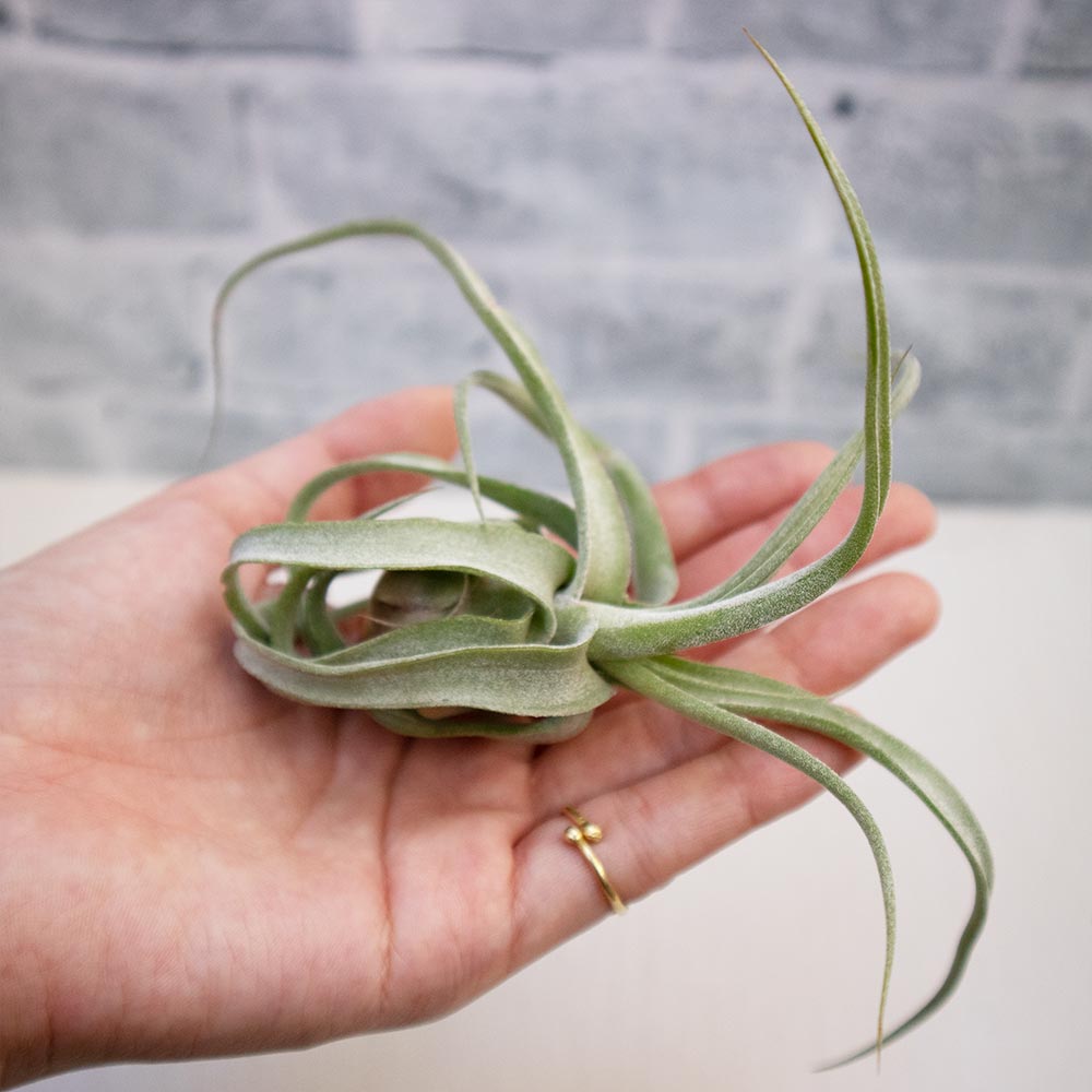 ストレプトフィラ【実生Mサイズ/1個】