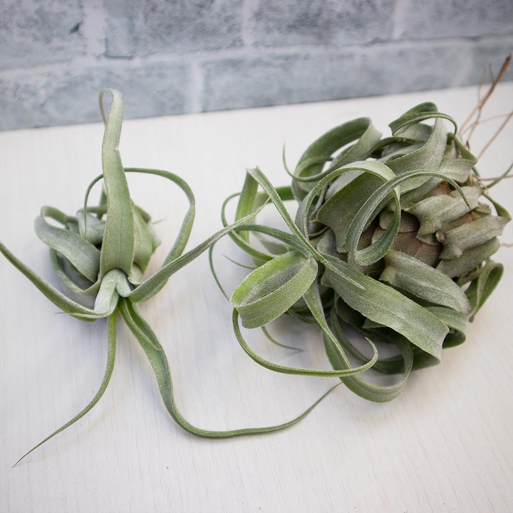 ストレプトフィラ【実生Mサイズ/1個】