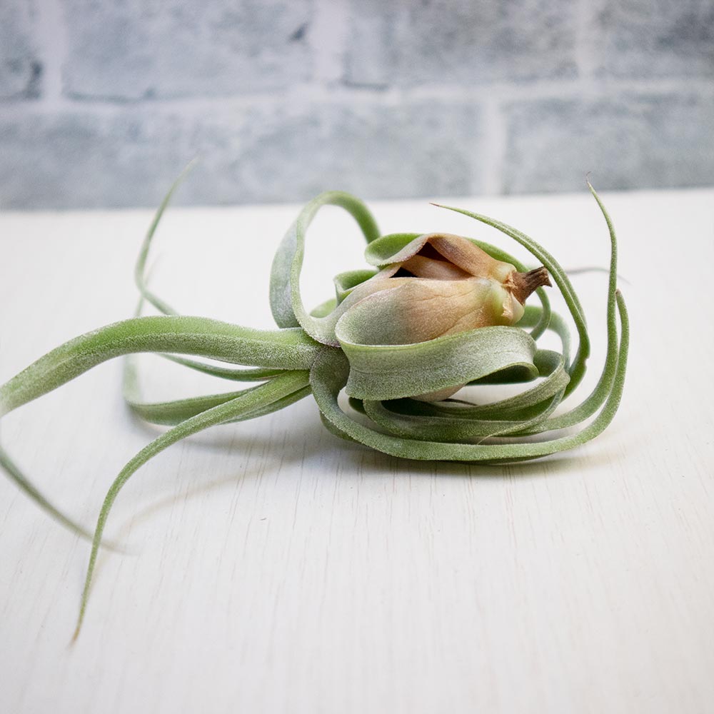 ストレプトフィラ【実生Mサイズ/1個】