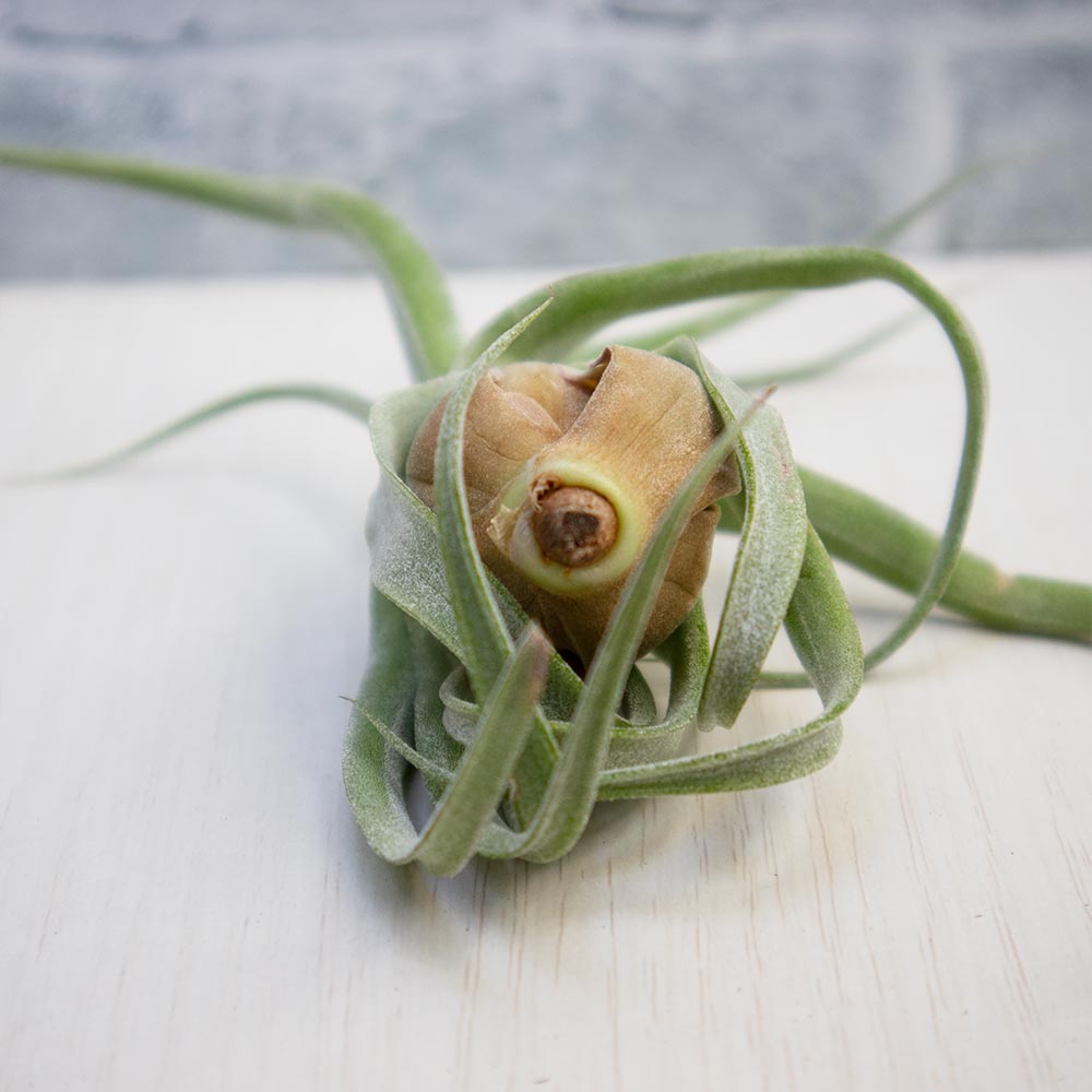 ストレプトフィラ【実生Mサイズ/1個】