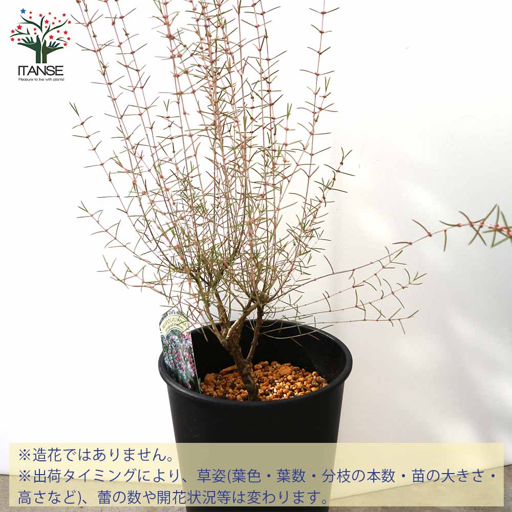 【特価セール】ＩＴＡＮＳＥ ヒポカリマ ピンク6号鉢オーストラリア原産 耐寒性常 ヒポカリマピンク 常緑低木 【庭木 6号鉢／1個売り】｜ 【植物の