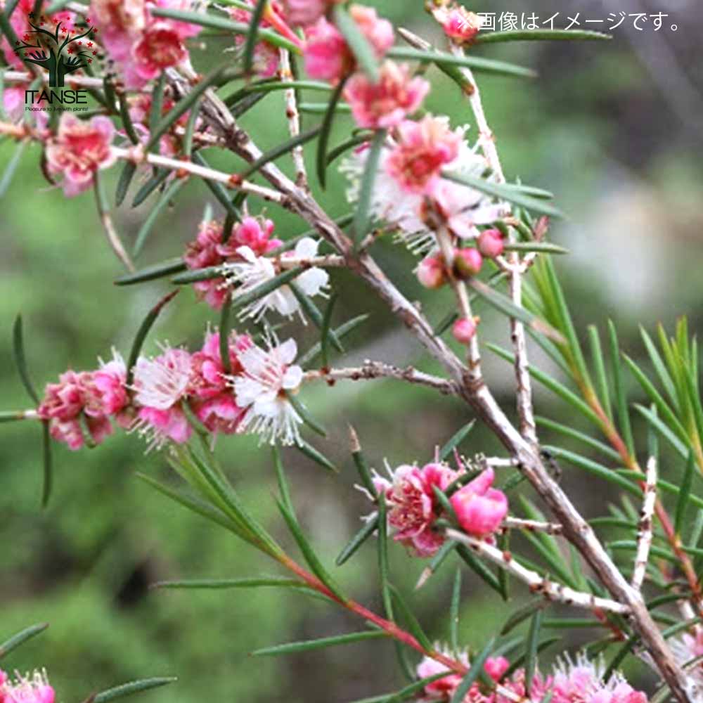 Itanse良品ｾﾚｸﾄ通販