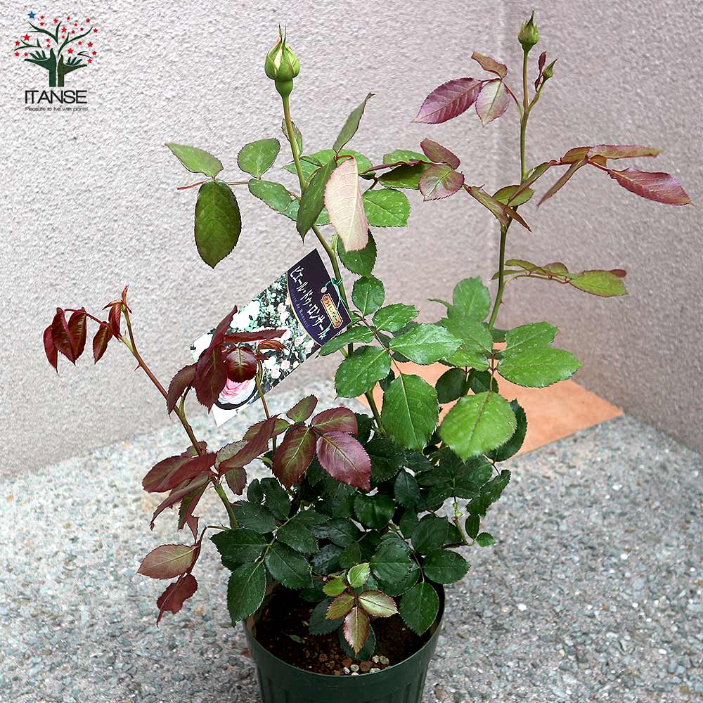 薔薇 つるバラ ピエールドロンサール【花苗 6号ポット】