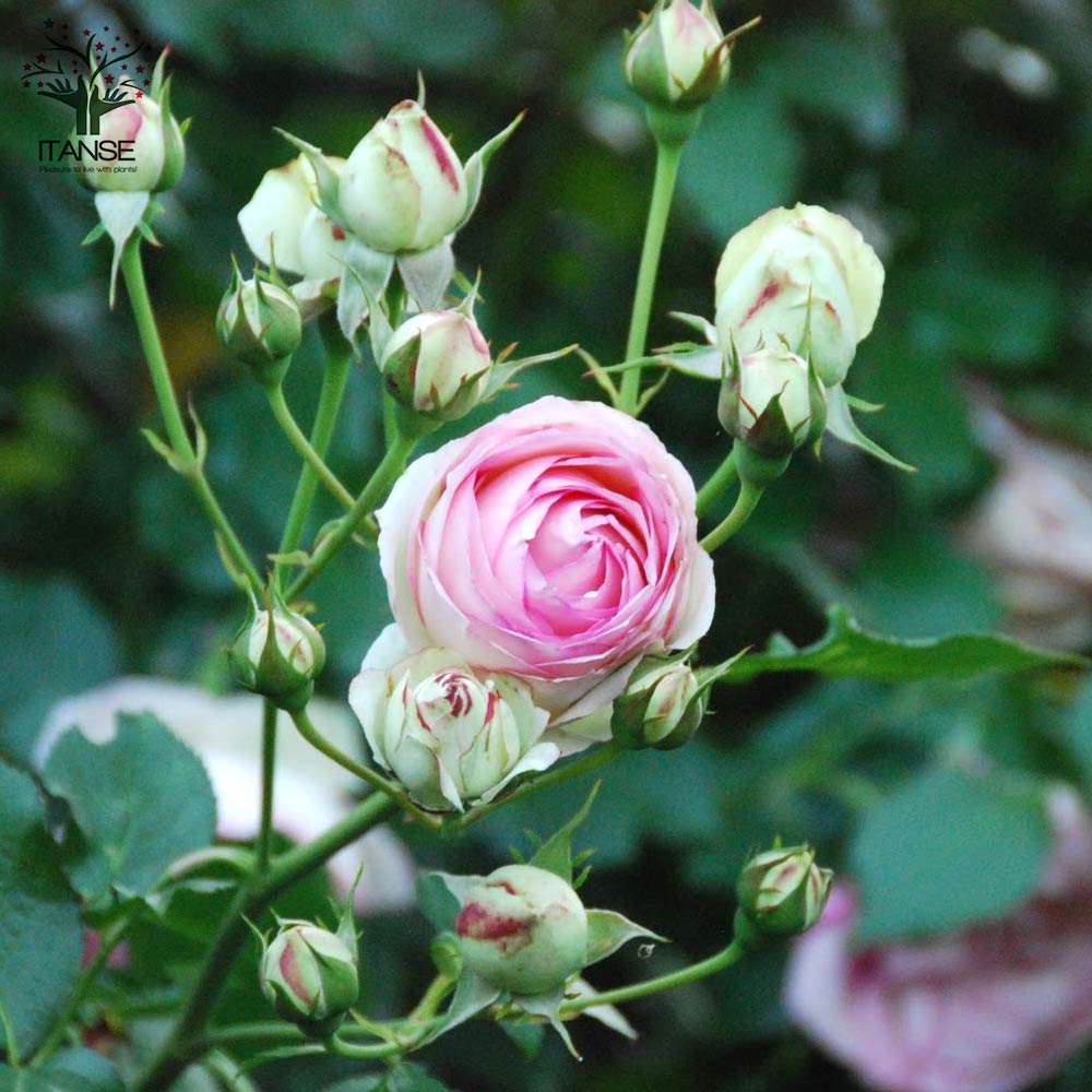 薔薇 つるバラ ピエールドロンサール【花苗 6号ポット】