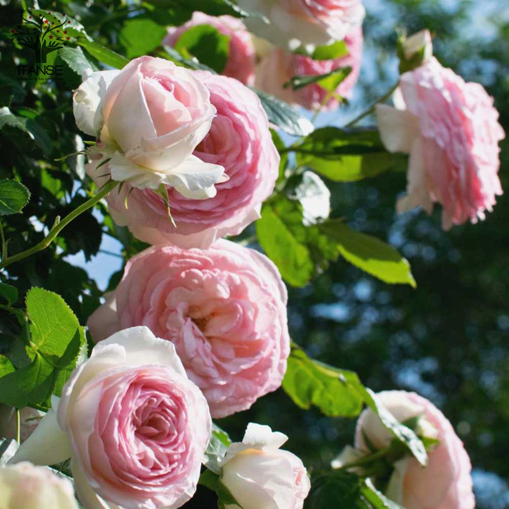 薔薇 つるバラ ピエールドロンサール【花苗 6号ポット】