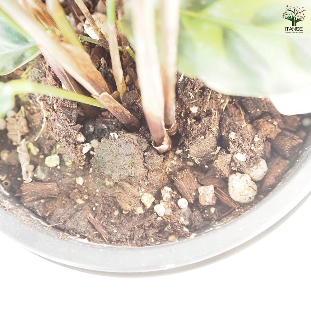 カラテア ランキフォリア 5号【品種で選べる観葉植物／1個売り】