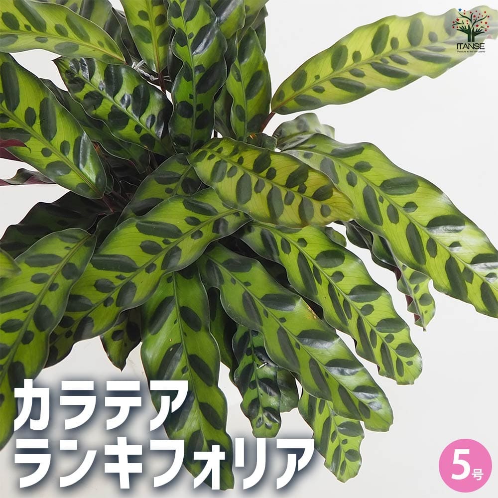 カラテア ランキフォリア 5号