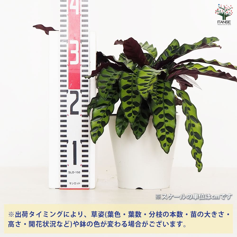 カラテア ランキフォリア 5号【品種で選べる観葉植物／1個売り】