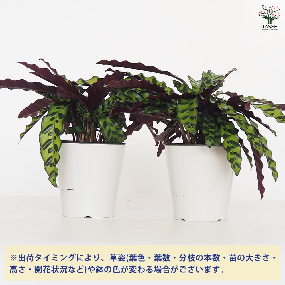 カラテア ランキフォリア 5号【品種で選べる観葉植物／1個売り】