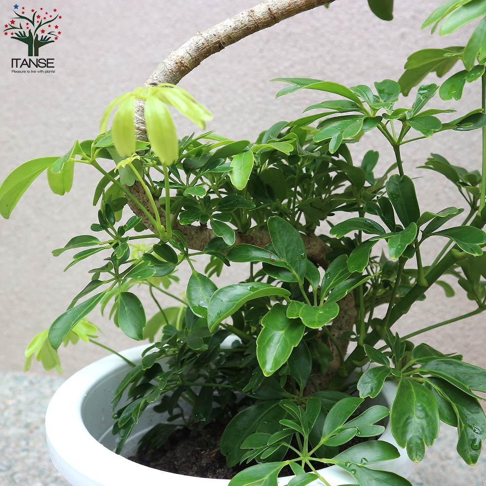 ホンコンカポック レナータ(曲がりアレンジ)【観葉植物 8号  