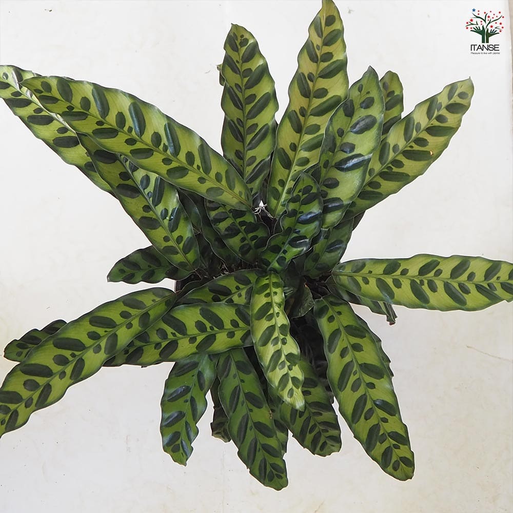 カラテア ランキフォリア 5号【品種で選べる観葉植物／1個売り】