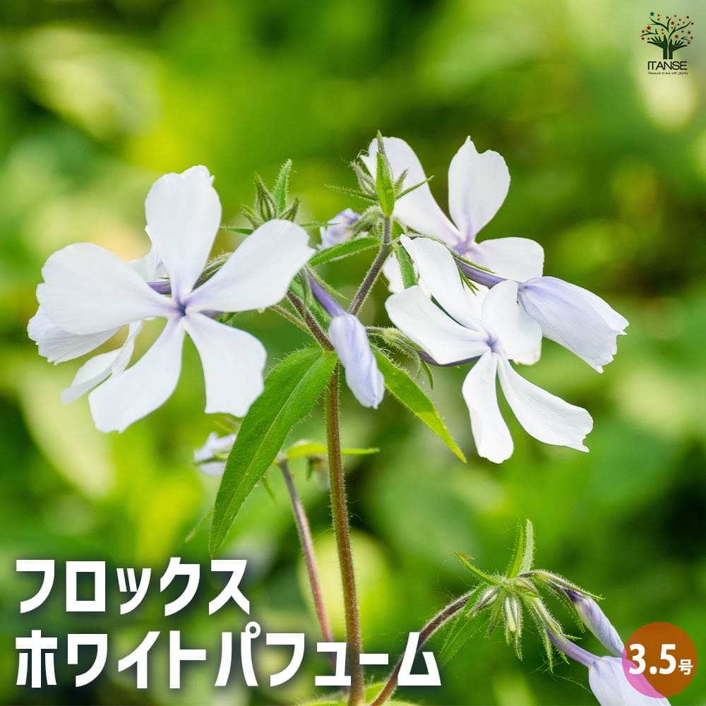 フロックス パフュームホワイト 【花苗 3.5号】｜ 【植物の
