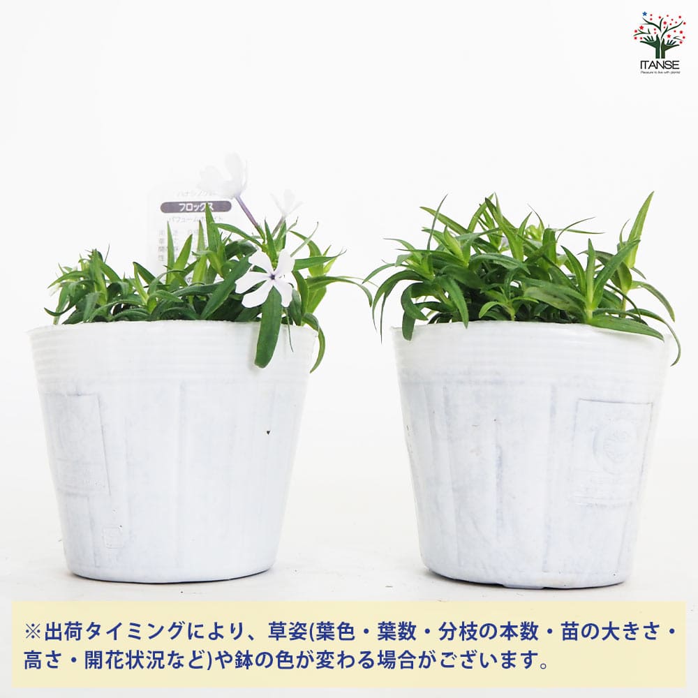 フロックス パフュームホワイト 【花苗 3.5号】｜ 【植物の