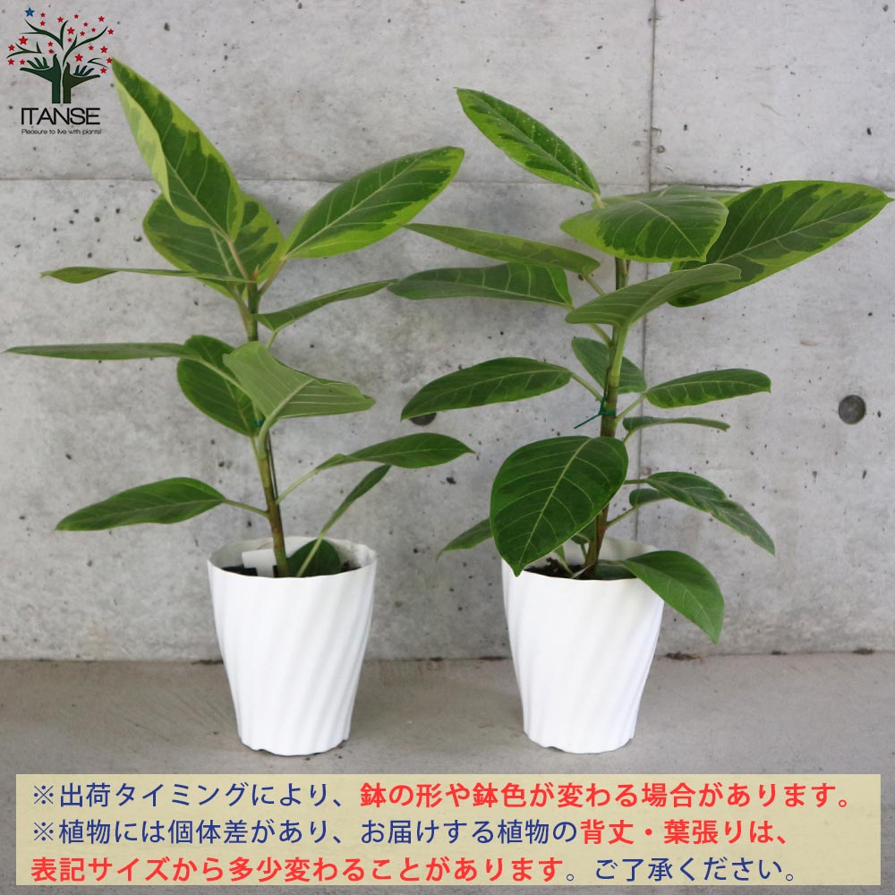 【新品☆鉢カバー付】フィカス・アルテシーマ：ゴムの木（120㎝） 新品☆鉢カバー付】フィカス・アルテシーマ：ゴムの木（120㎝） 新品