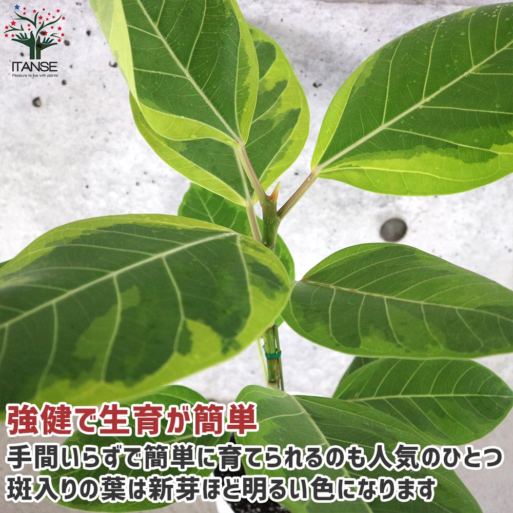フィカス アルテシーマゴムの木 【観葉植物 5号鉢／1個売り】