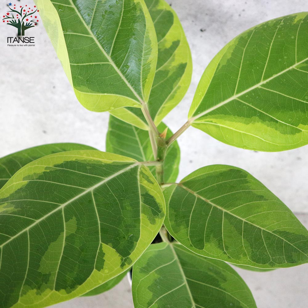 フィカス アルテシーマゴムの木 【観葉植物 5号鉢／1個売り】