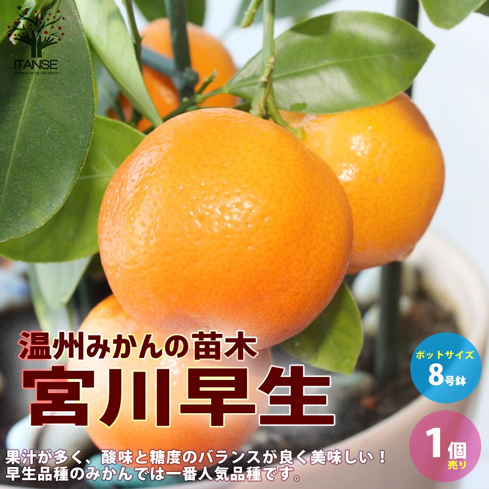 宮川早生 みかん 苗木 6年生