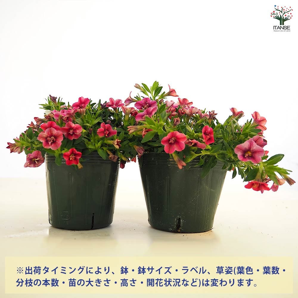 カリブラコア キティ 【花苗 3号】｜ 【植物のITANSE】全品送料