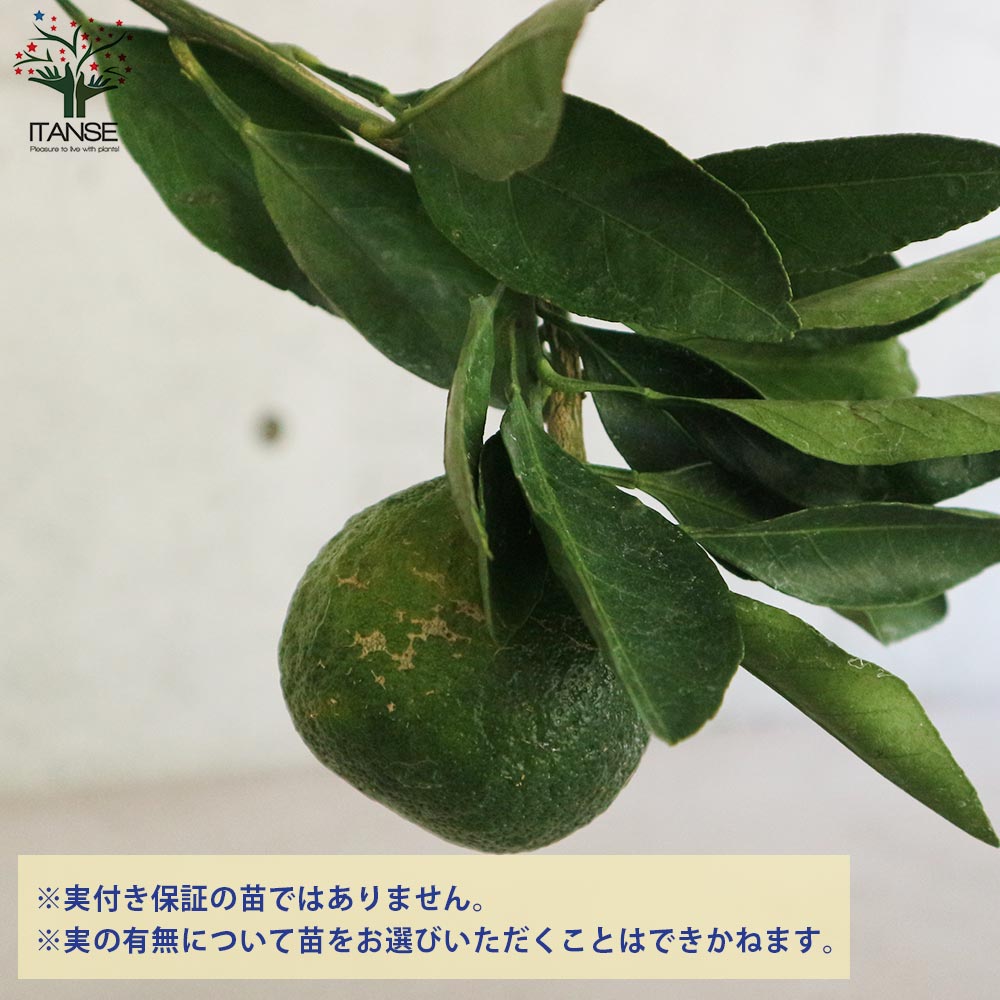 無農薬 青島蜜柑の苗木 特大株 果樹（青島蜜柑 果樹 実が付き