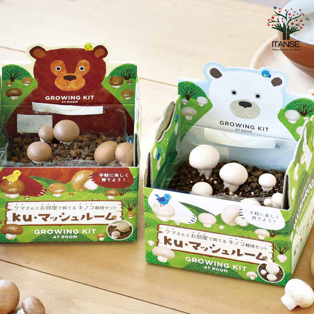 おうちでできるキノコ栽培キット ホワイトマッシュルーム【1個