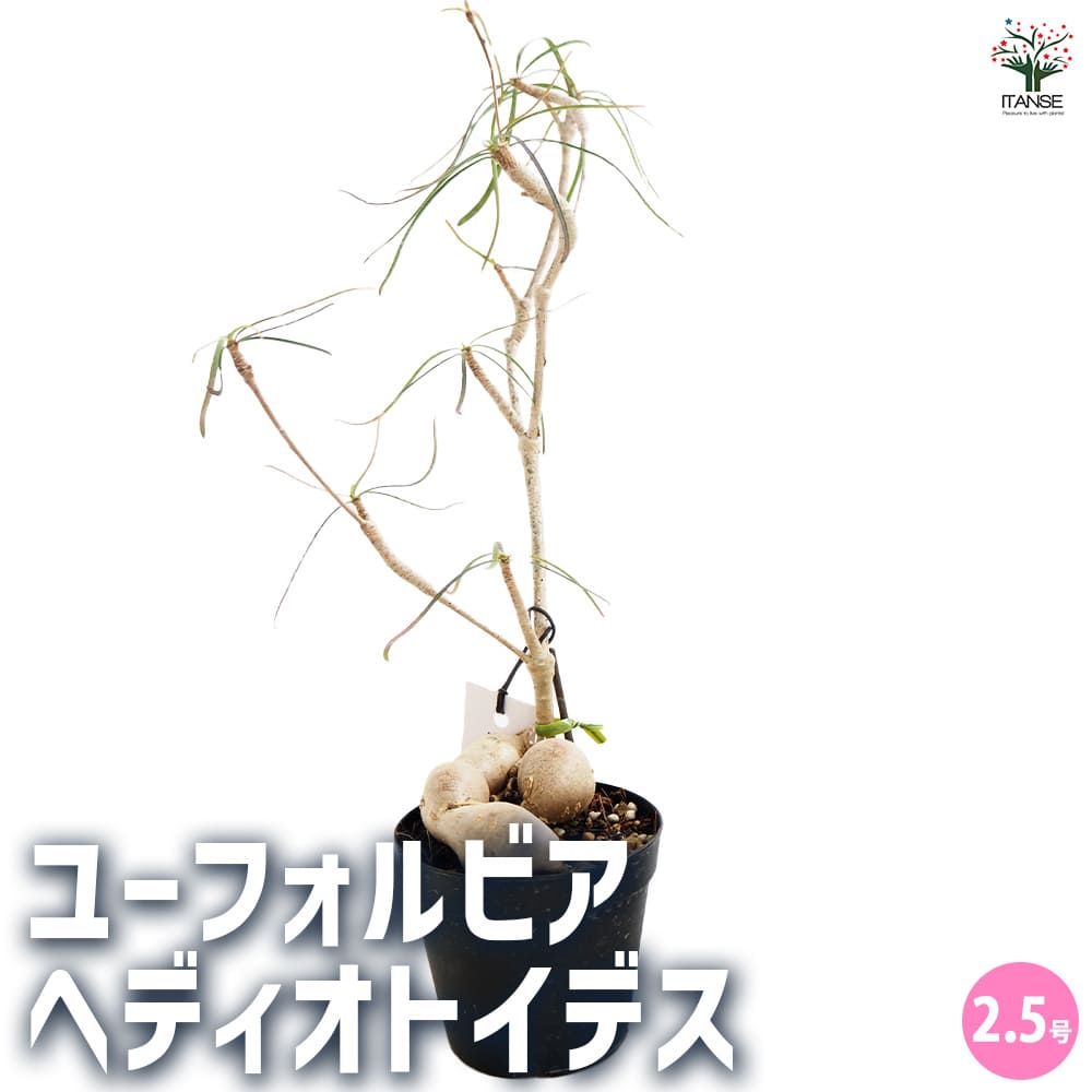 ユーフォルビア ヘディオトイデス 【観葉植物 2.5号】｜ 【植物の