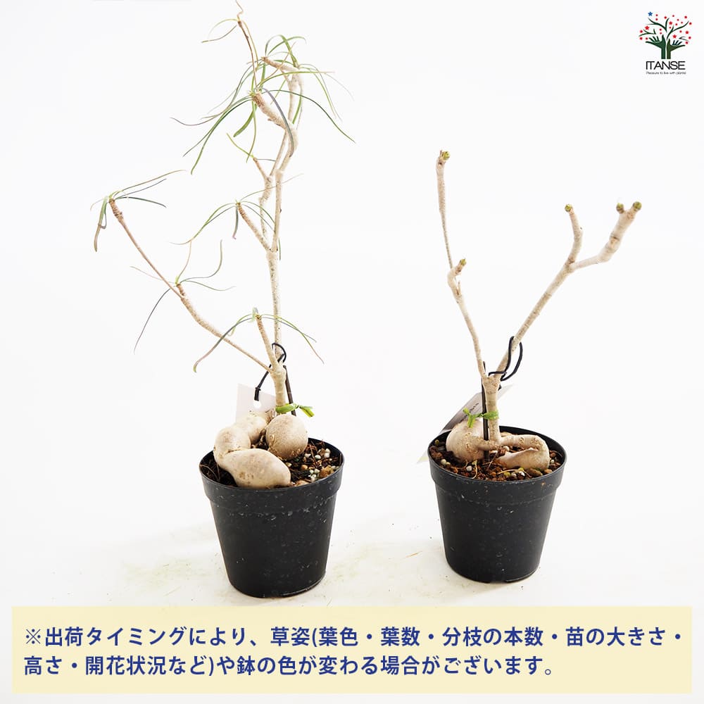 ユーフォルビア　へディオトイデス ユーフォルビア ヘディオトイデス Euphorbia hedyotoides
