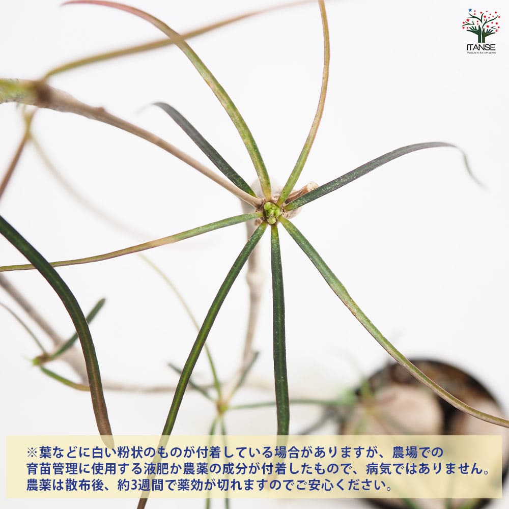 ユーフォルビア ヘディオトイデス 【観葉植物 2.5号】