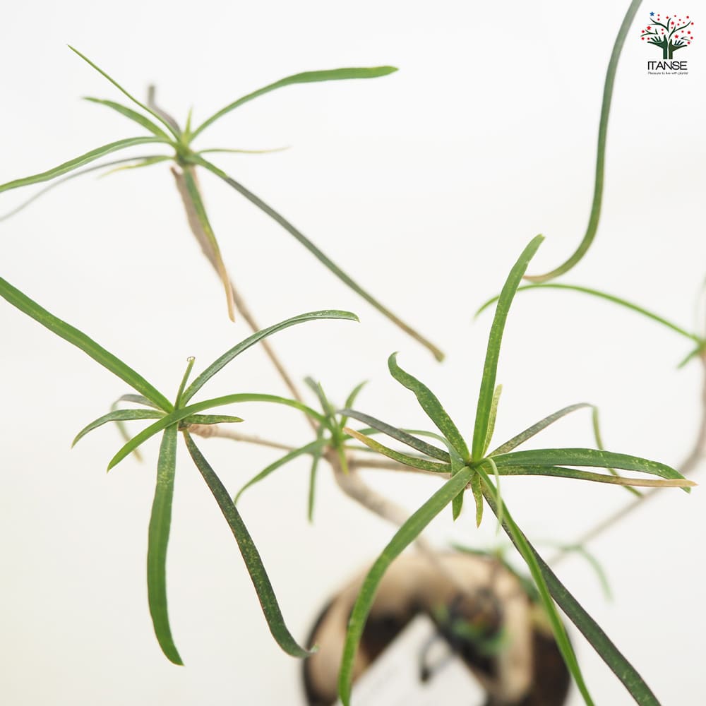 ユーフォルビア ヘディオトイデス 【観葉植物 2.5号】｜ 【植物の